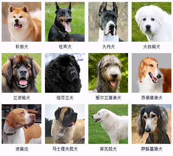 长不大的狗狗品种图片及名称