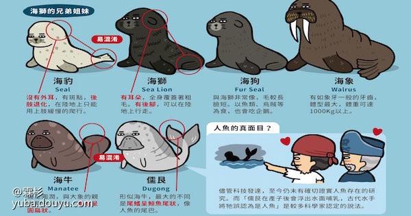 海狮和海豹的区别